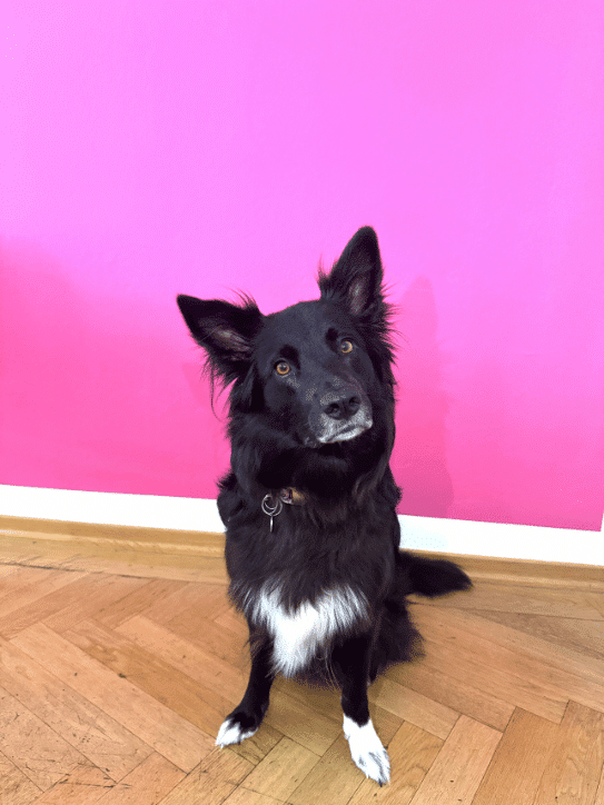 Schwarzer Hund mit weißen Pfoten vor pinker Wand, freundlicher Blick Schwarzer Hund mit weißen Pfoten sitzt vor einer pinken Wand. Der Hund wirkt neugierig und freundlich.
